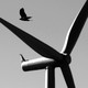 A bird flies past a wind turbine.