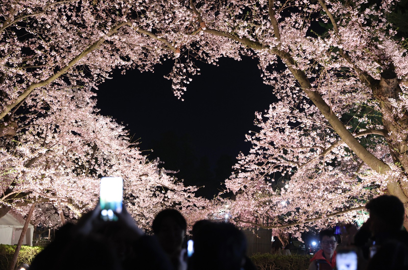 People take photos of cherry trees in full bloom at night. A large negative-space hole among the branches appears to be arranged into a heart shape.