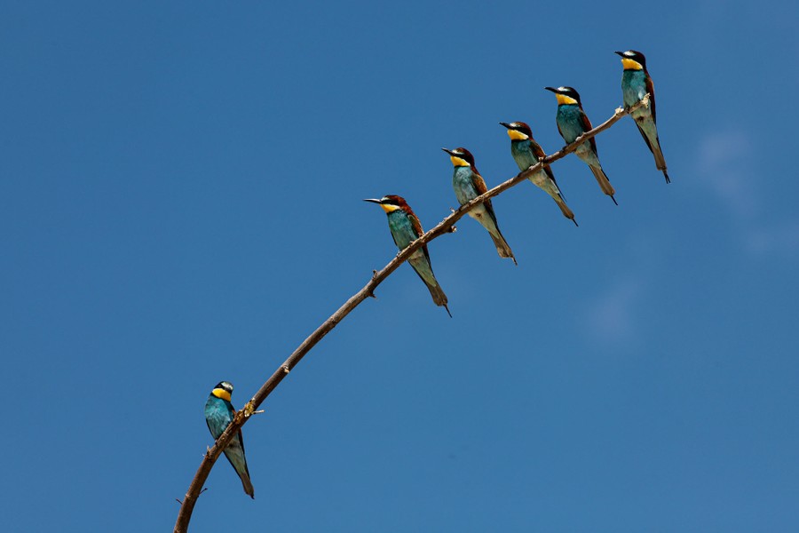 Six small yellow, blue, and rust-colored birds perch along a branch.