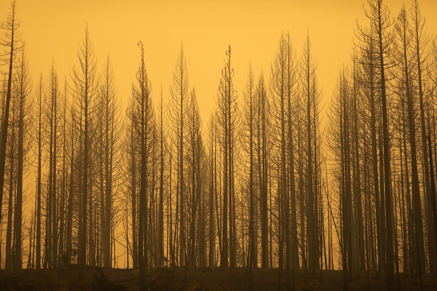 Bare trees are seen under a hazy yellowy-orange sky.