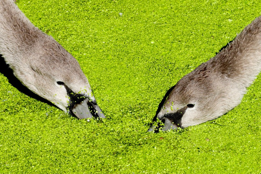 Two young swans dip their beaks into water covered by a layer of duckweed.