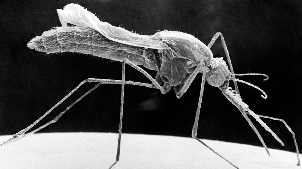 A close-up image of a mosquito