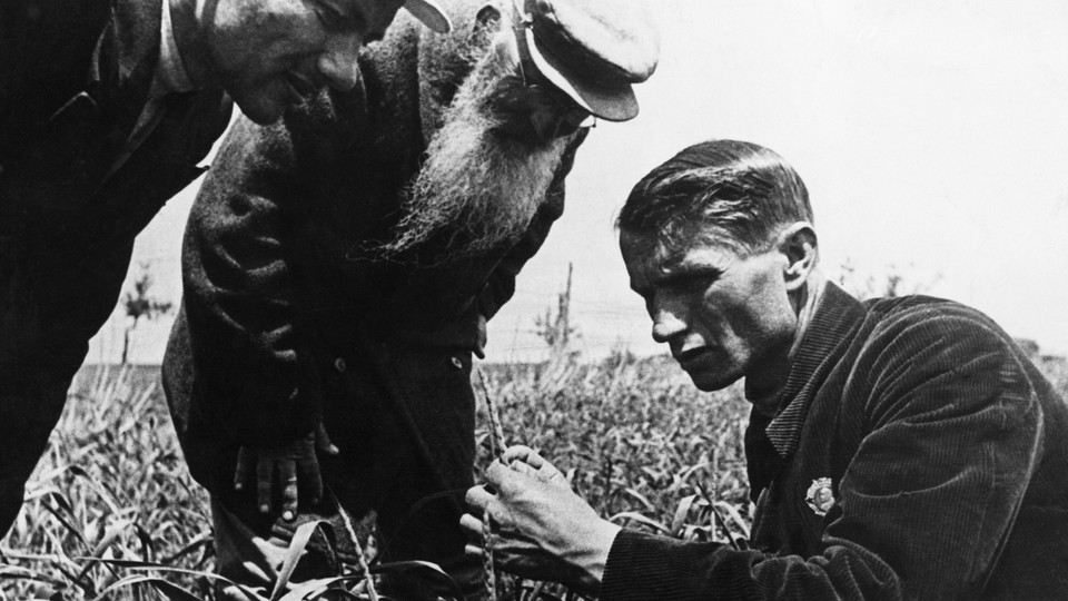 Trofim Lysenko measures the growth of wheat in a field while two men watch.