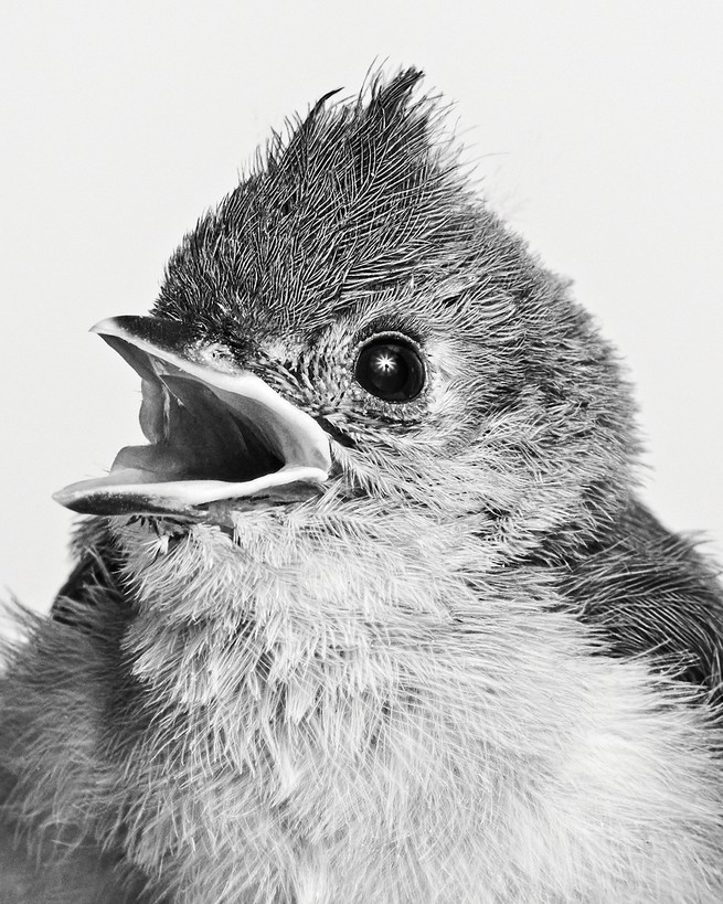 black and white photo of fluffy little bird with eyes and beak both wide open