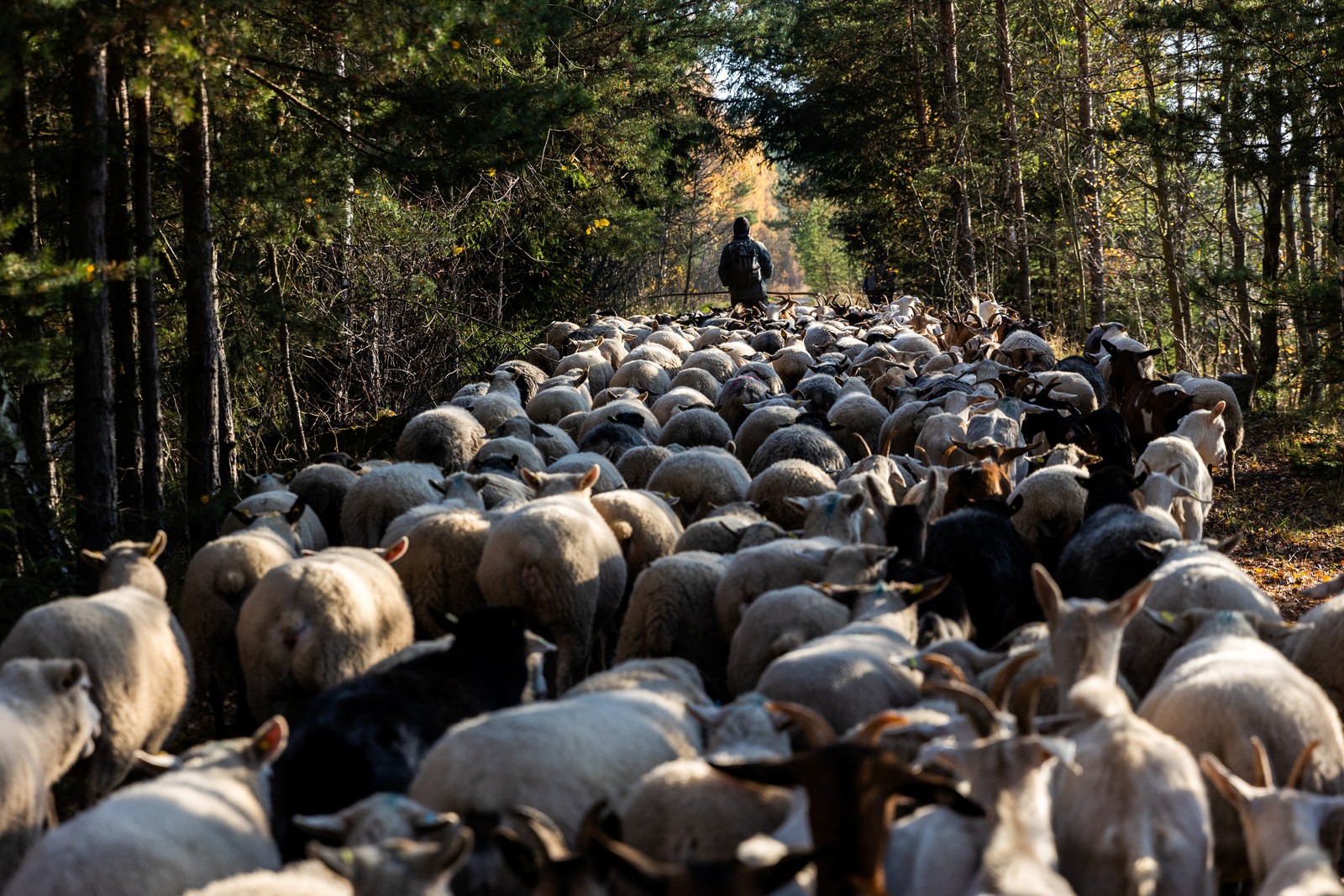 A shepherd walks on a path, leading a flock of sheep and goats.