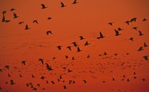 geese fly across the orange sky