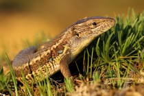 the Psammodromus algirus lizard, or the Algerian sand racer