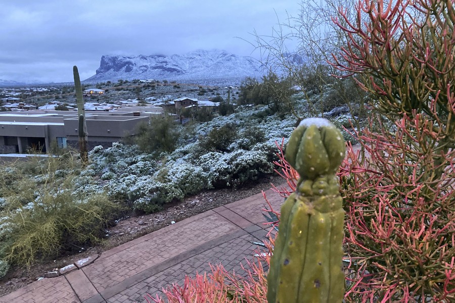 Snow covers shrubs and the top of a cactus, with a view overlooking a lightly snow-covered landscape.