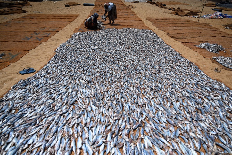 Two workers spread fish out to dry in a broad lane.
