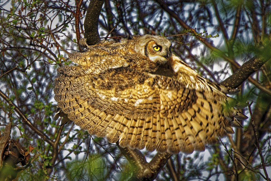An owl spreads its wings around itself, in mid-flight.