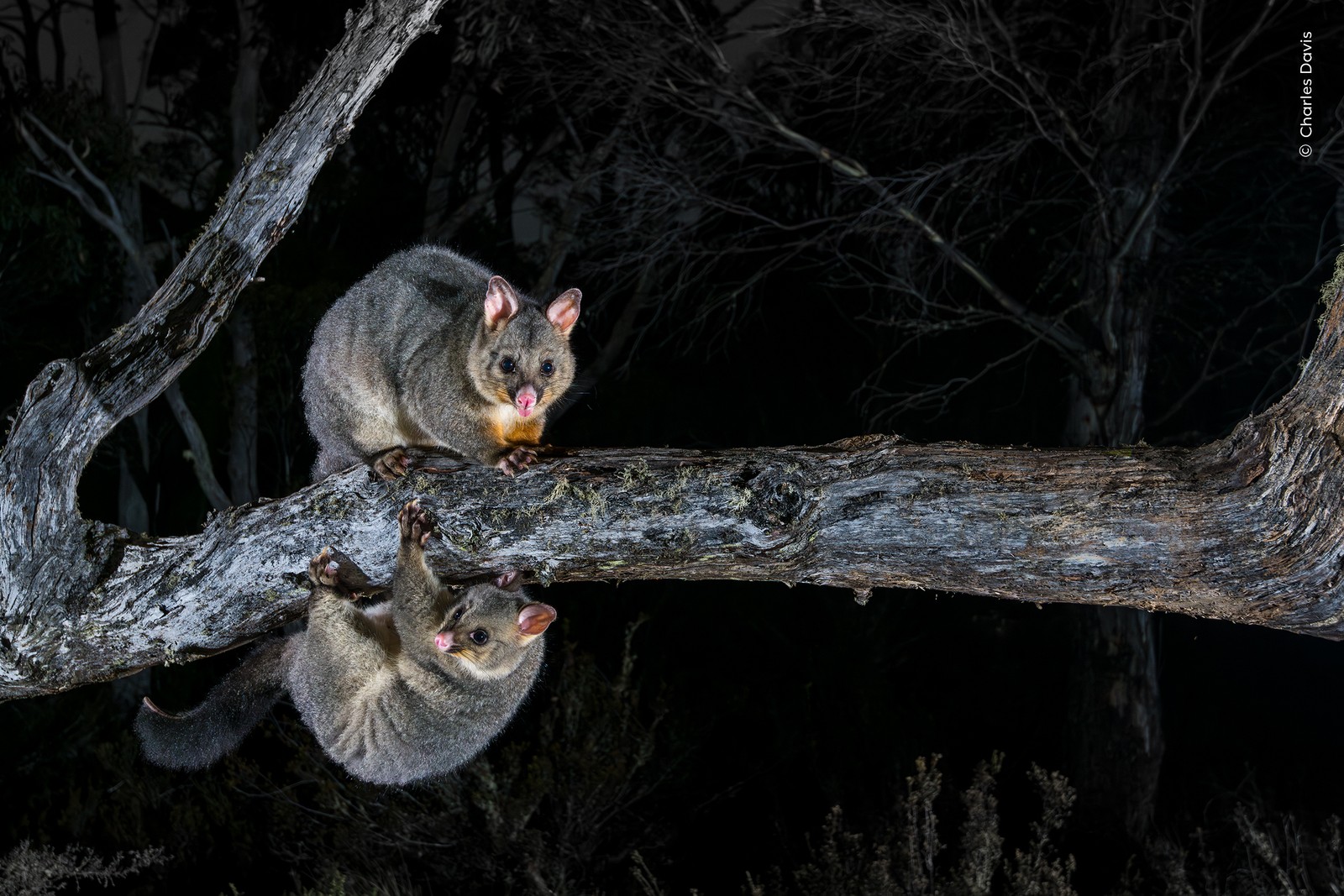Two possums on a thick tree branch, one perched above, the other hanging just below