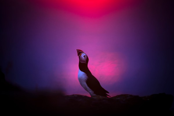 A puffin raises its head, standing on the ground, backlit by low sunlight.