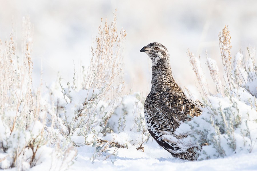 A greater sage-grouse stands in profile surrounded by snow-covered sagebrush.