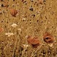 A color photograph of a brown field of grasses and orange and white flowers