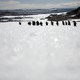 Adelie penguins walk along ice at Cape Denison, Commonwealth Bay, East Antarctica.