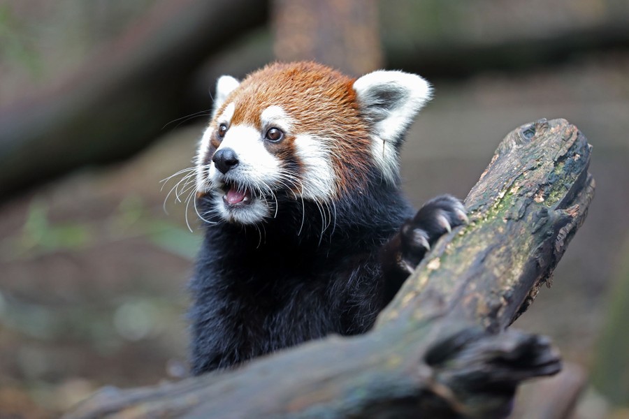 A red panda is seen, mouth open, one paw on a log.