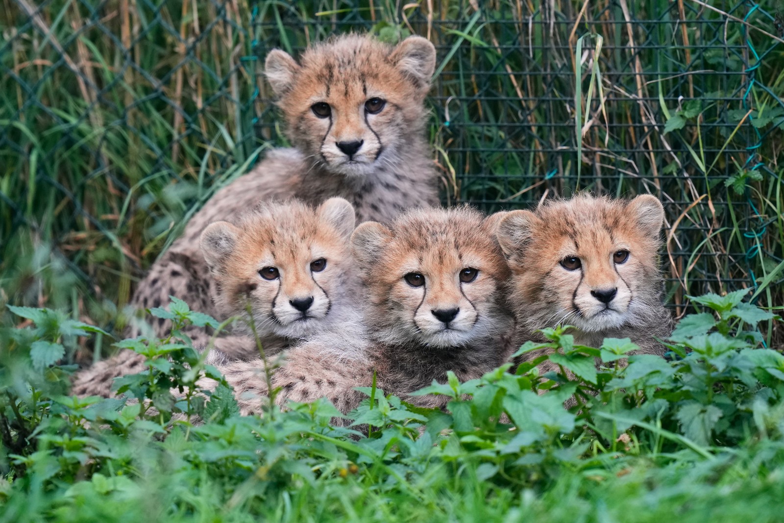 Four cheetah cubs