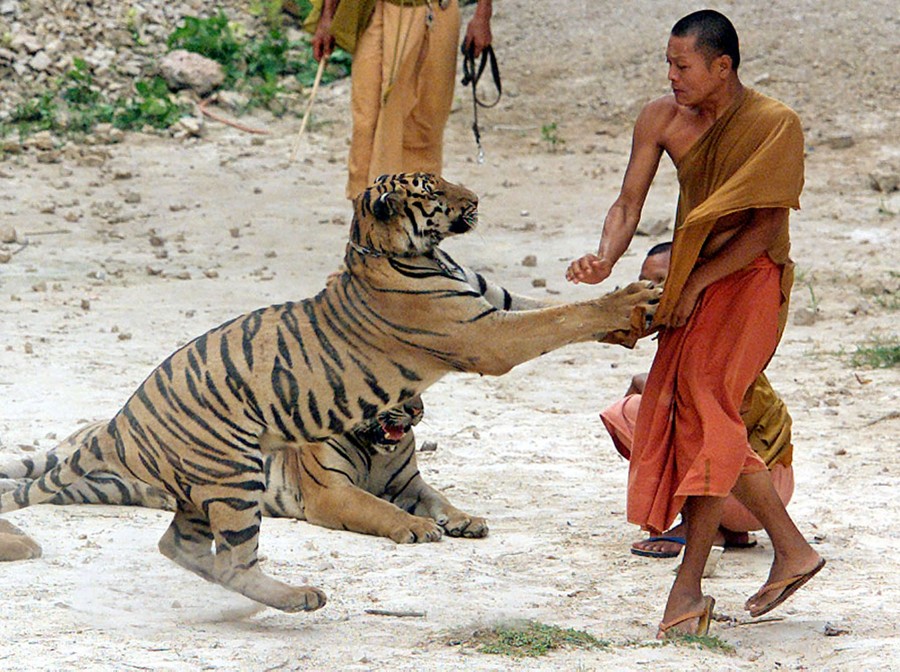 Thai 'Tiger Temple' monks caught fleeing with tiger skins and fangs,  officials say 