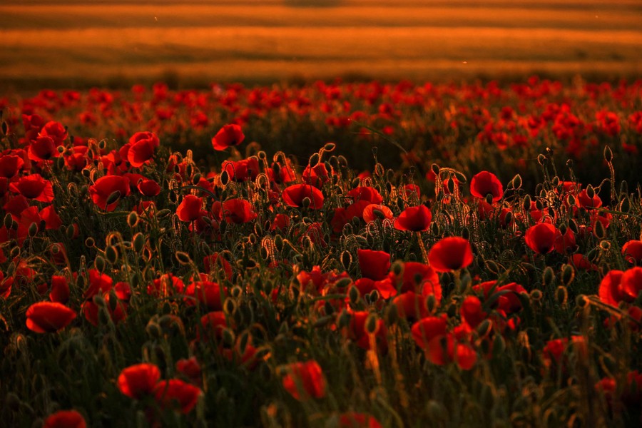 A field of poppies
