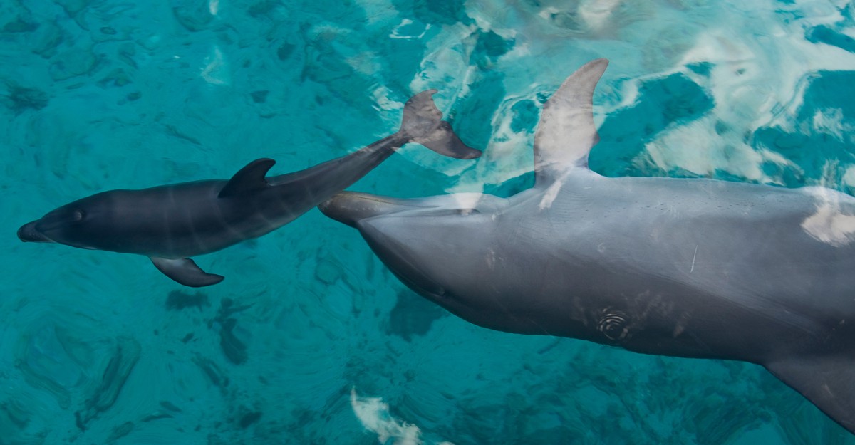 Young dolphin that had just learned to live without its mother