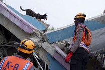 Two rescue workers look up toward a search dog that is walking atop the rubble of a collapsed building.