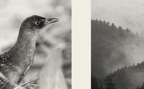 Black-and-white bird in one panel and mountains in the other panel