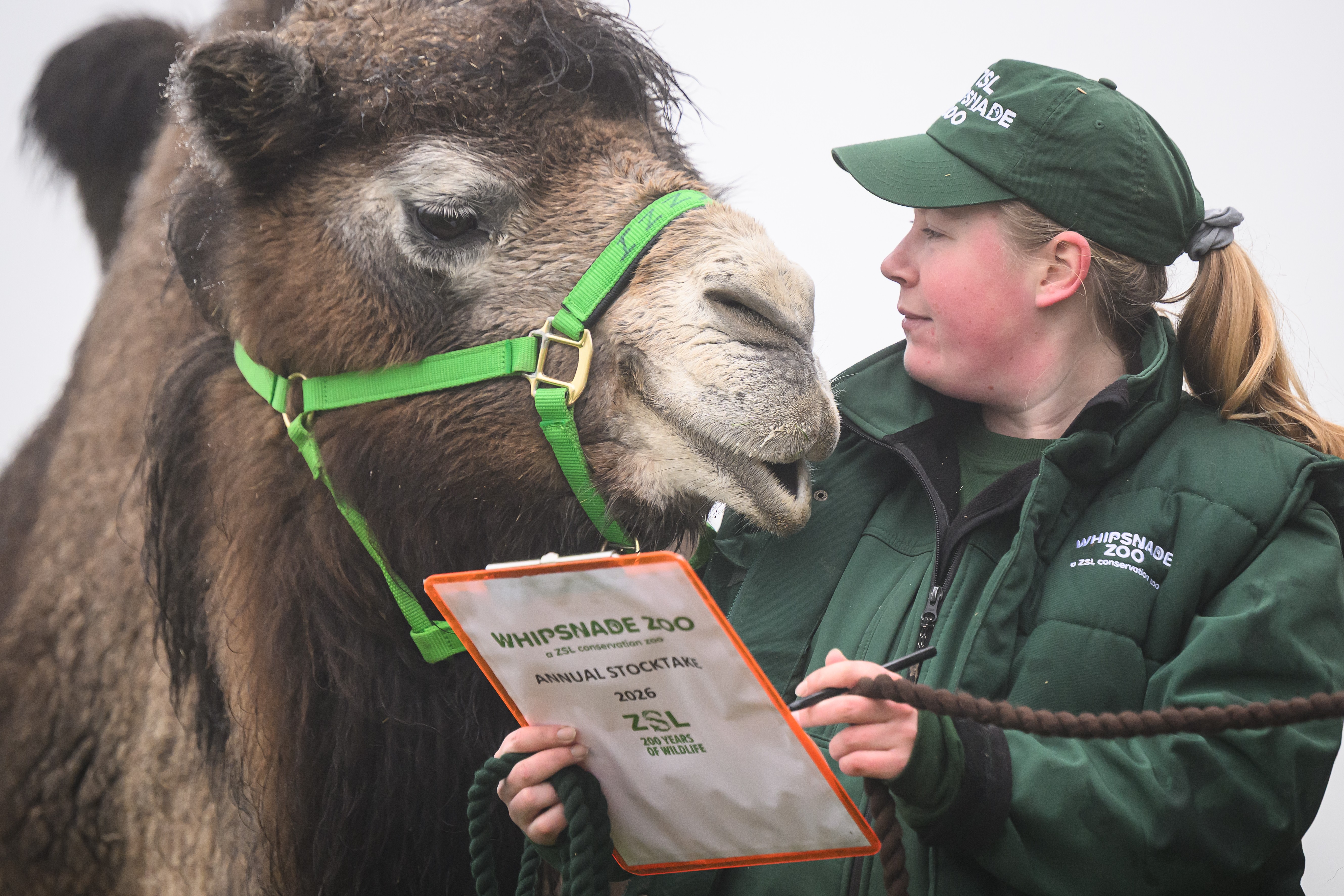 A zookeeper with a clipboard poses while standing beside a camel.