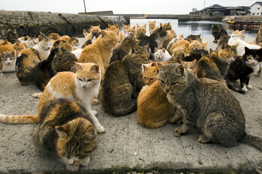 Aoshima, a Japanese 'Cat Island'In Aoshima more than a hundred cats  prowl the island, curling up in abandoned hous…