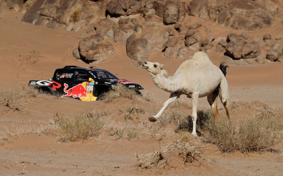 A rally race vehicle drives past a camel in a desert.