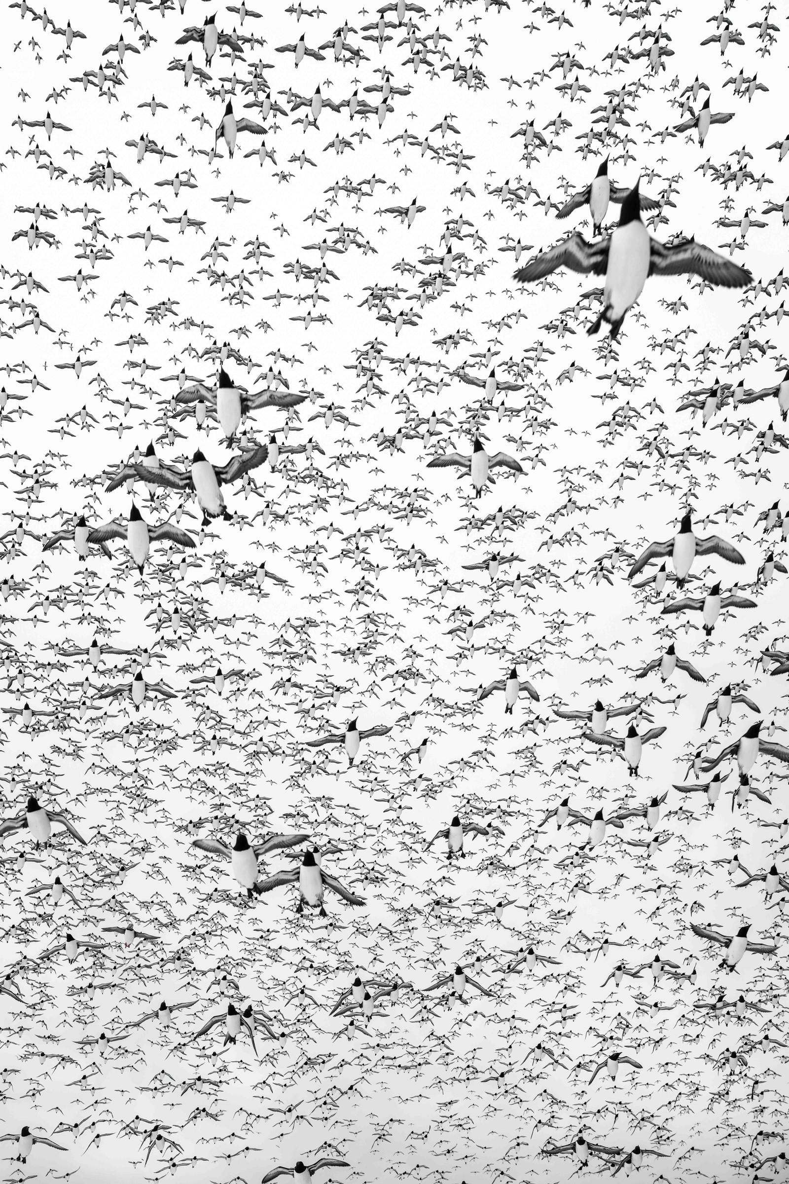 A view looking up toward a sky filled with hundreds of black-and-white seabirds