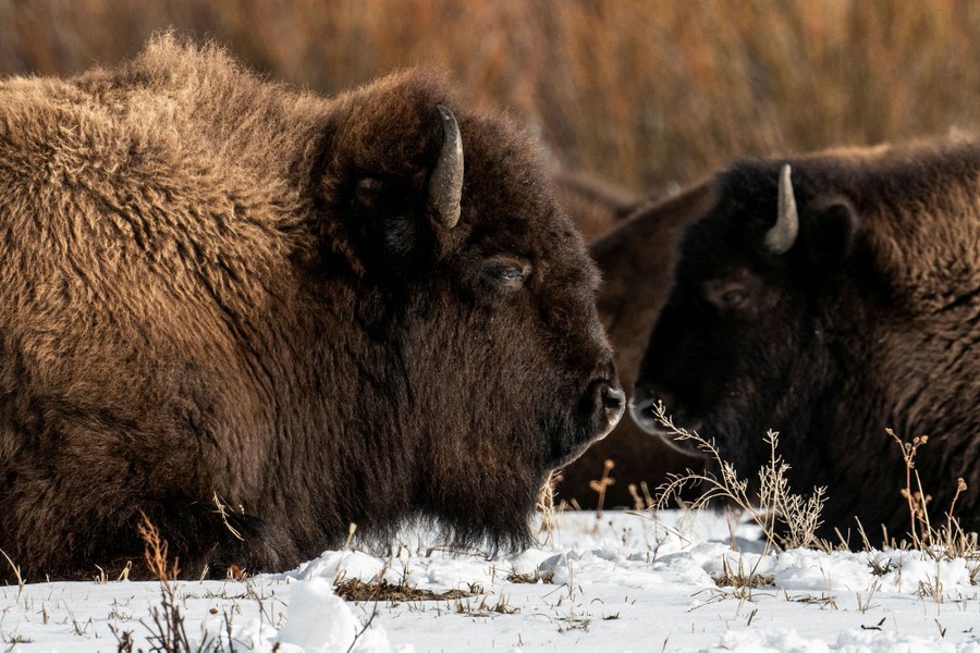 Several bison relax in the snow.