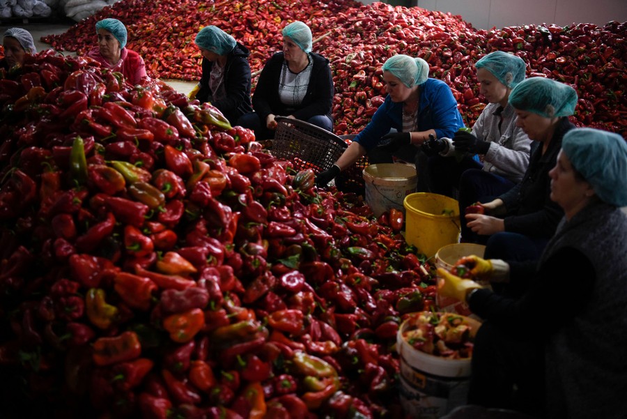 About eight women prepare a large pile of red peppers.