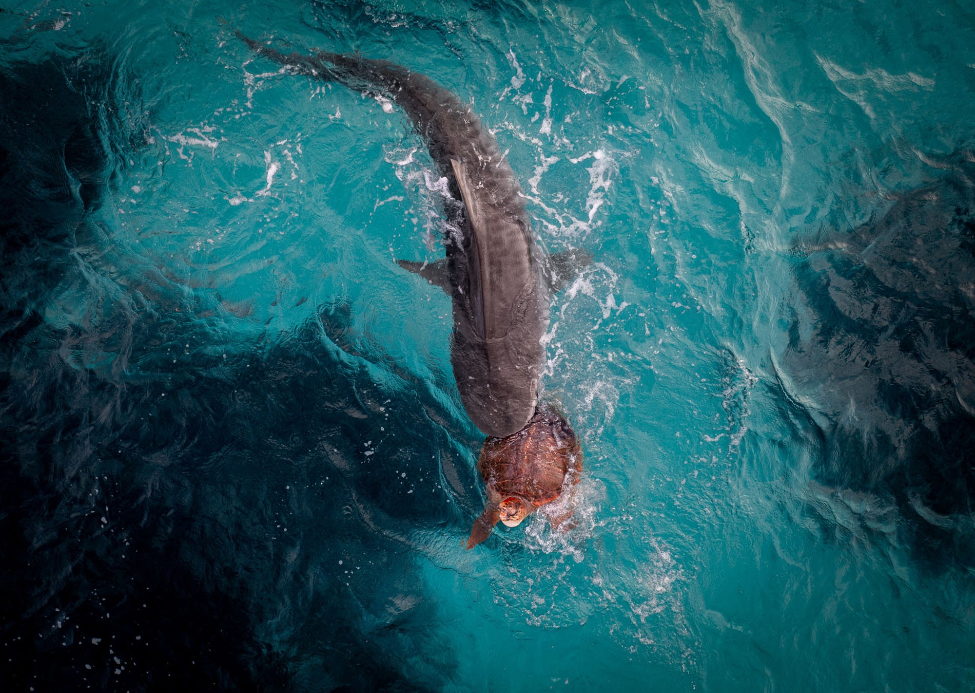 An aerial view of a shark carrying a turtle in its jaws at the water's surface