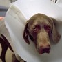 Photo of a sad-eyed dog with a cone around its neck