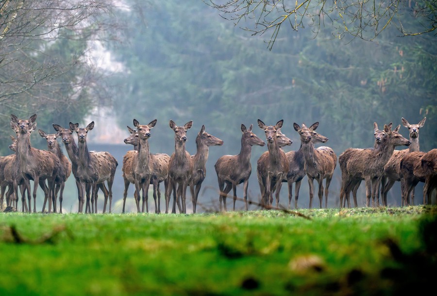 About twenty deer stand in a grassy area near trees.