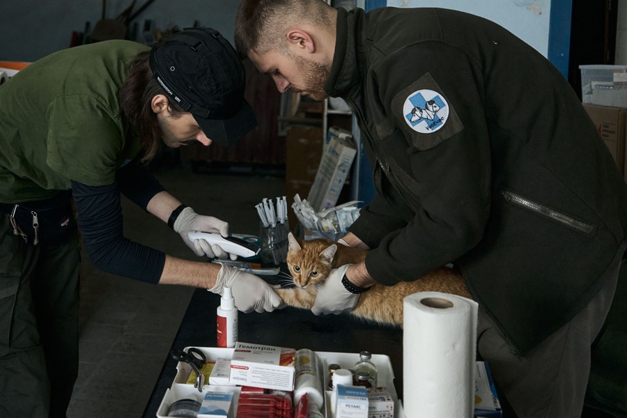 Two people wearing surgical gloves lean over to hold and treat a cat on a table.
