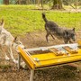 Two wolves interact with a mechanical device.