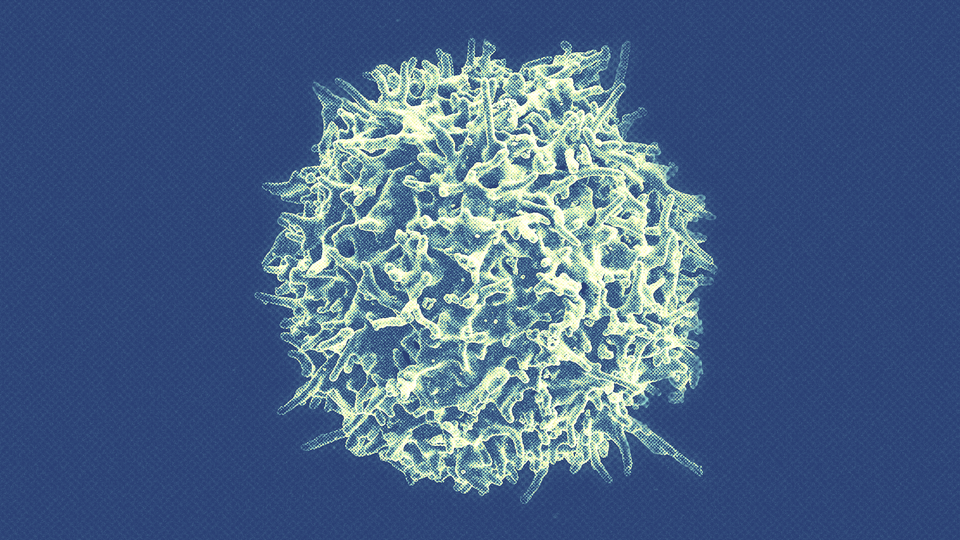 A close-up image of a T cell