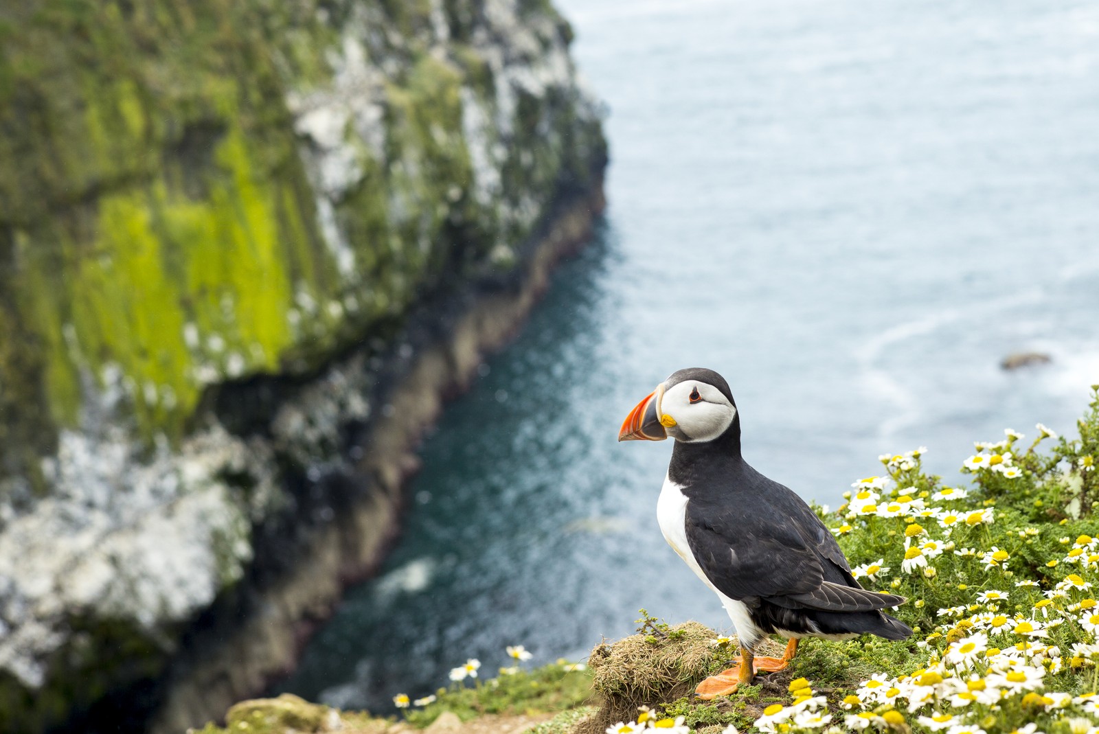 A puffin perches on a clifftop.