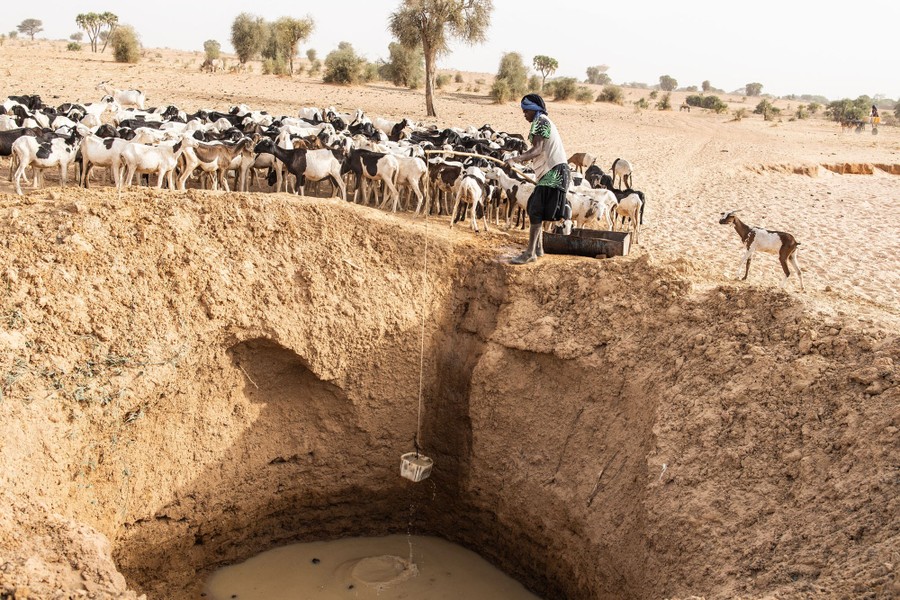 A shepherd collects water for his sheep nearby from a makeshift well.