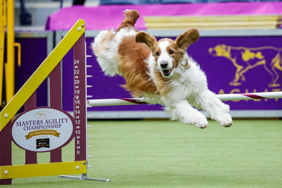 A dog leaps and turns, running through an obstacle course.