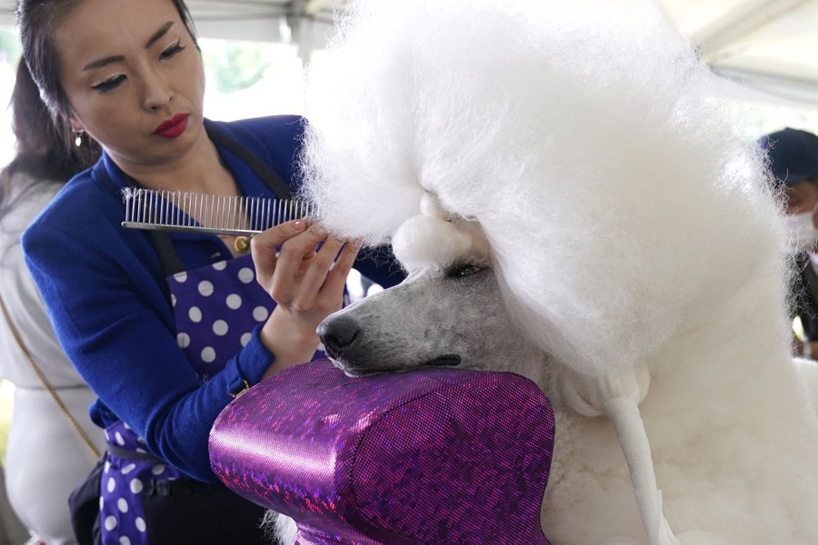 A person grooms a large poodle, as it rests its muzzle on a cushion.