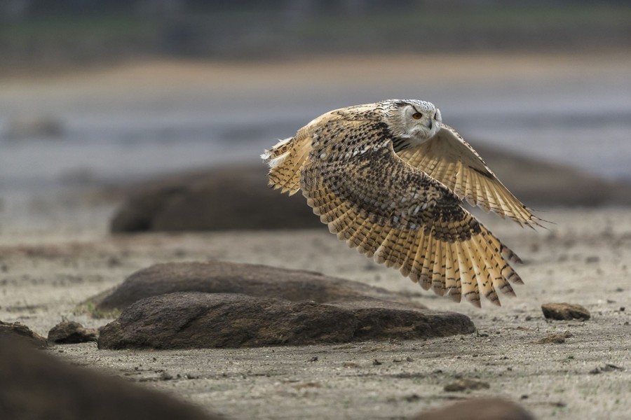 Superb Owl Sunday – Feathered Photography