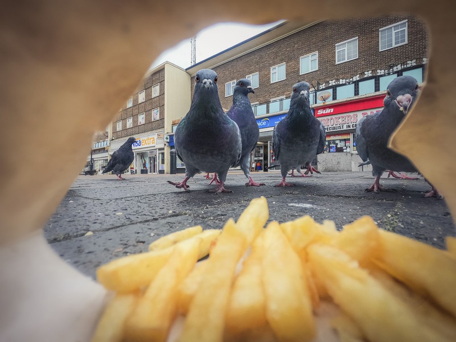 A view from inside a discarded french-fry container, looking at several hungry pigeons on a sidewalk