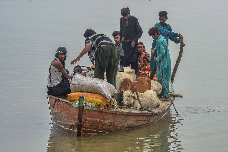 A small boat carries about seven people and several cows through a flooded area.