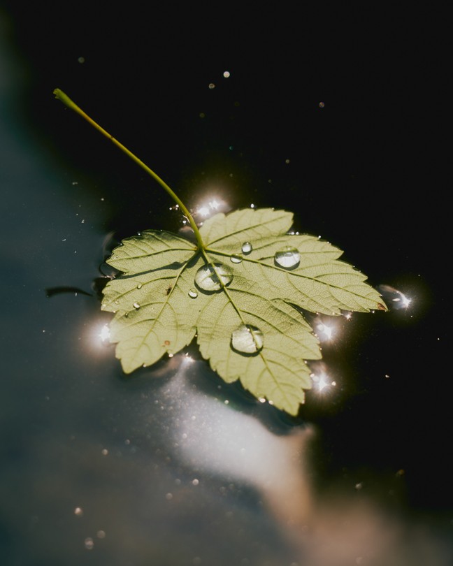 A five-pointed leaf sitting in standing water, shimmering with sunlight with a couple drops of water on top.
