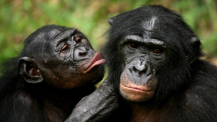 Dna Reveals That Chimps And Bonobos Had Sex In The Past The Atlantic