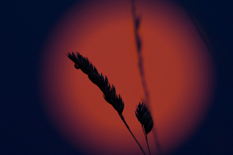 A ladybug climbs on an ear of wheat, backdropped by the moon.