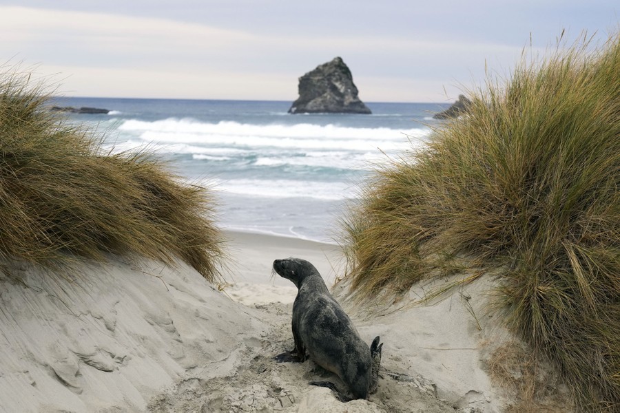 A sea lion walks along a beach.