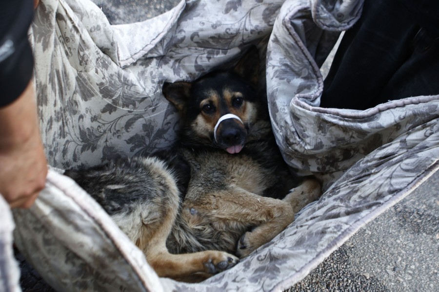 A dog is carried in a blanket.